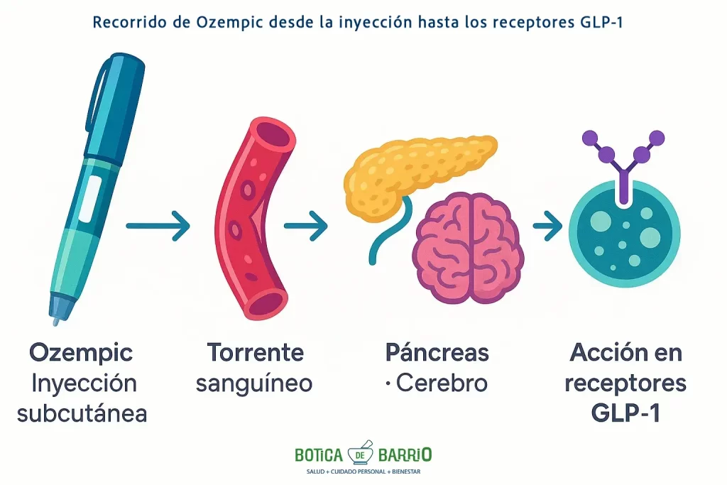 ozempic_diagrama_de funcionamiento - Ozempic