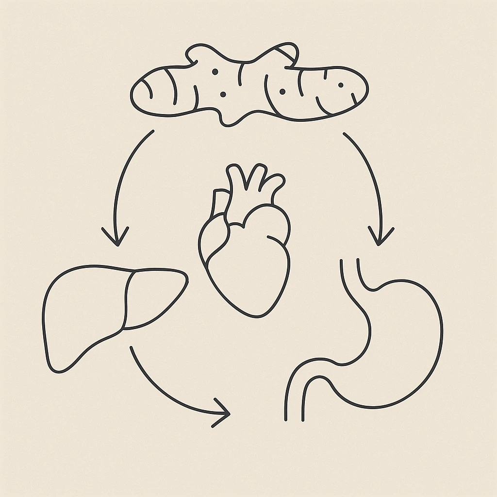 beneficios-salud-curcuma-organos