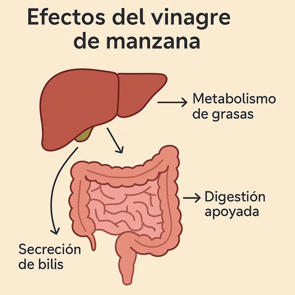 efectos_del_vinagre_de manzana en sistema digestivo